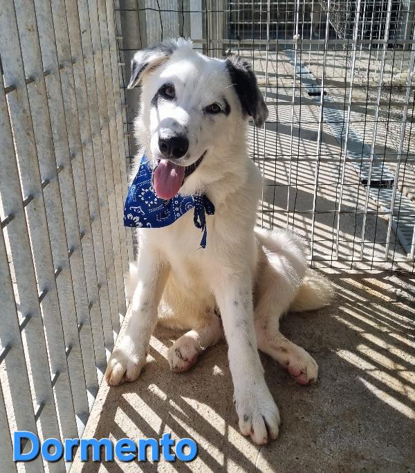 Dormendo Cucciolone Maschio